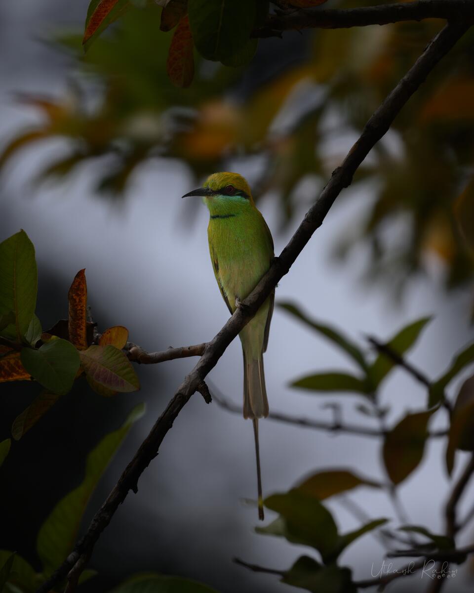 A green bee-eater perched among leaves