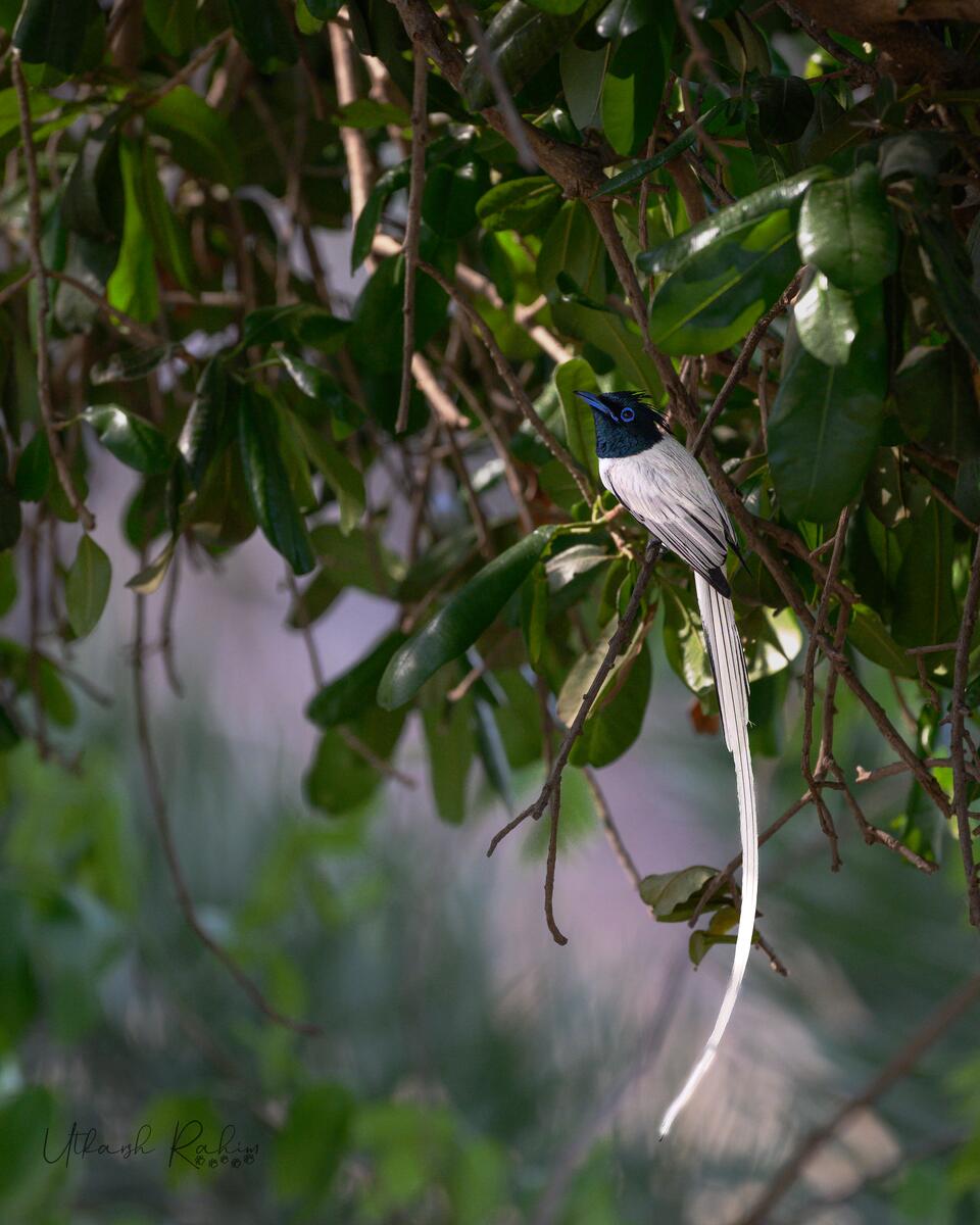 An Indian paradise flycatcher on a branch, framed by leaves