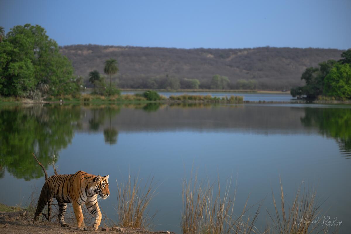 A tiger walking along the edge of a still lake, with trees reflected in the water